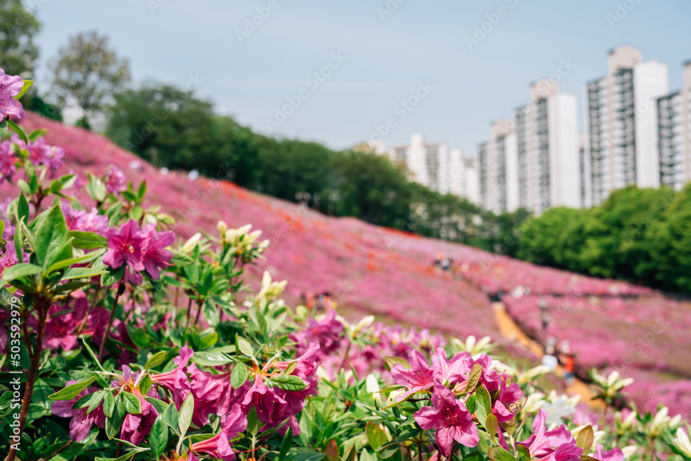 Obraz premium Royal Azaleas Hill Park flower festival in Gunpo, Korea