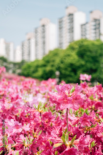 Royal Azaleas Hill Park flower festival in Gunpo, Korea © Sanga