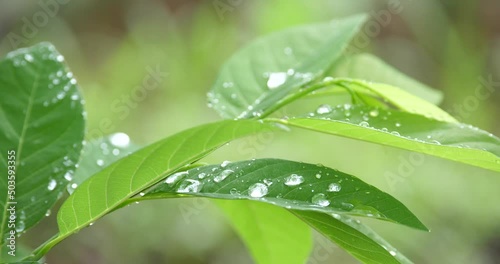 Water droplets on Annona's leaves squamosa, water drop with nature photo