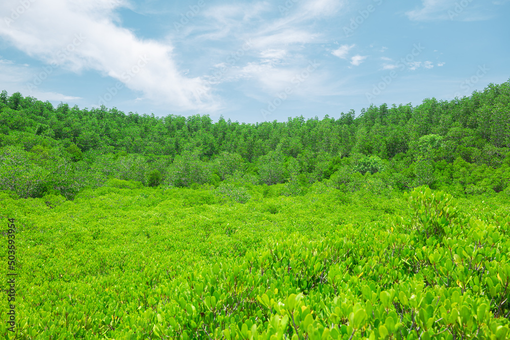 Group of tree background with sunny day blue sky white clouds, landscape nature green trees outdoor, ECO environment