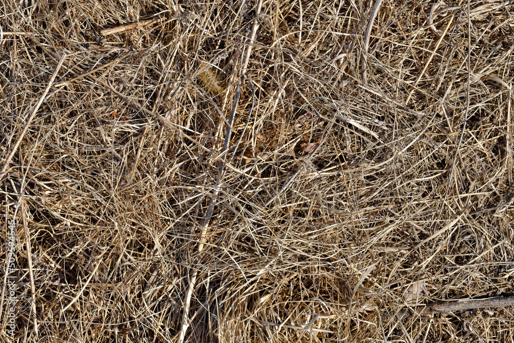The texture of dry grass. Harvesting hay for livestock The texture of dry grass. Harvesting hay for livestock