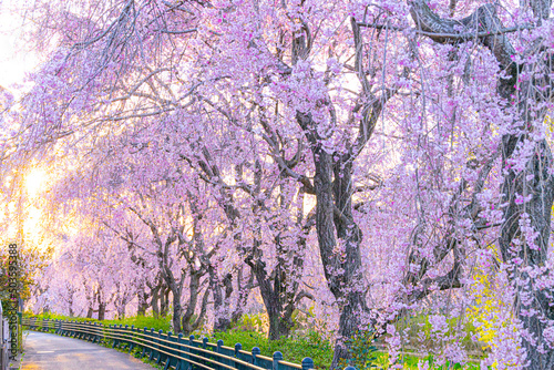Cherry Blossoms
