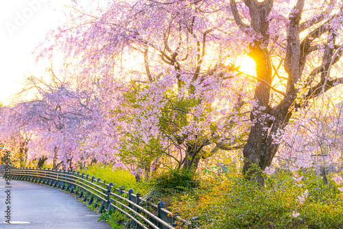 Cherry Blossoms