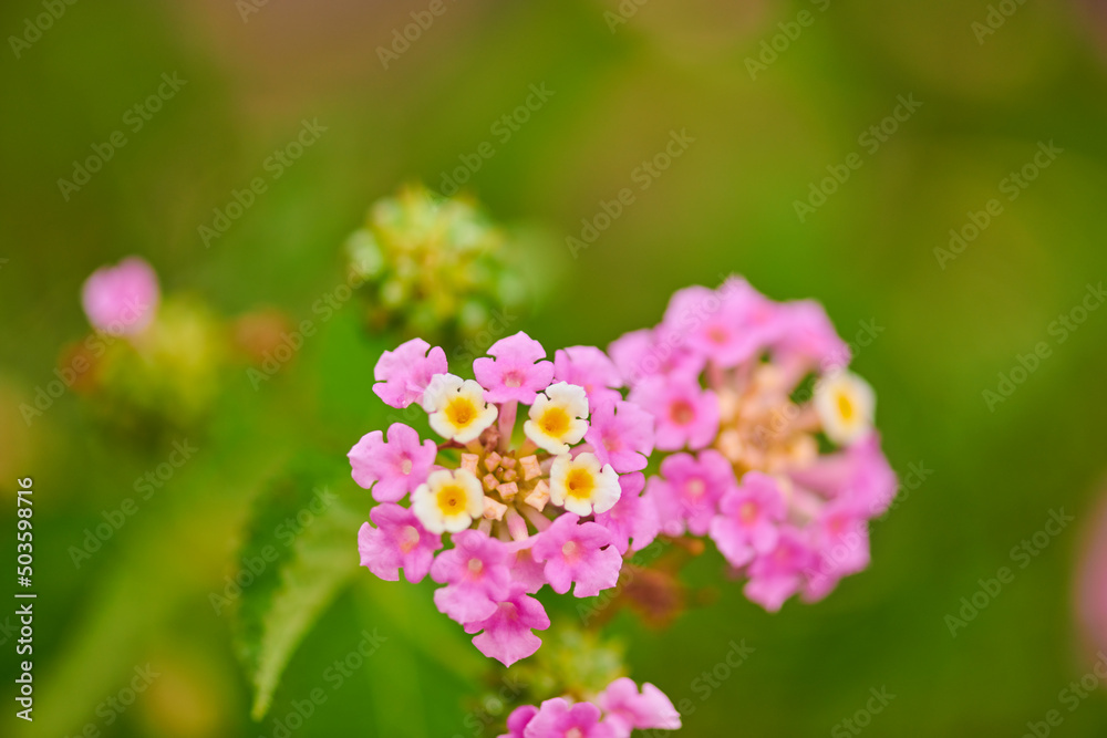 one pink flower blooms beautifully in summer one pink flower blooms beautifully in summer