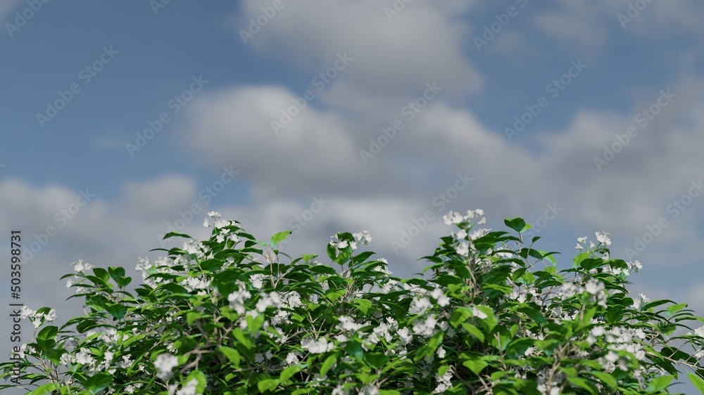 Close up white flowers in blooming over blue sky scene 3D rendering nature wallpaper backgrounds Close up white flowers in blooming over blue sky scene 3D rendering nature wallpaper backgrounds