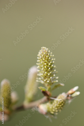 Close up shot of Salix acutifolia photo