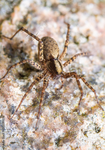 Eine kleine Spinne wärmt sich in der Frühlingssonne auf einem Stein