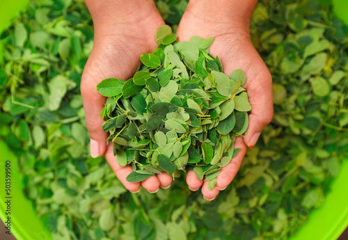 Hand holding pile of drumstick leaves	
