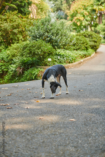 one black dog sits on the sidewalk