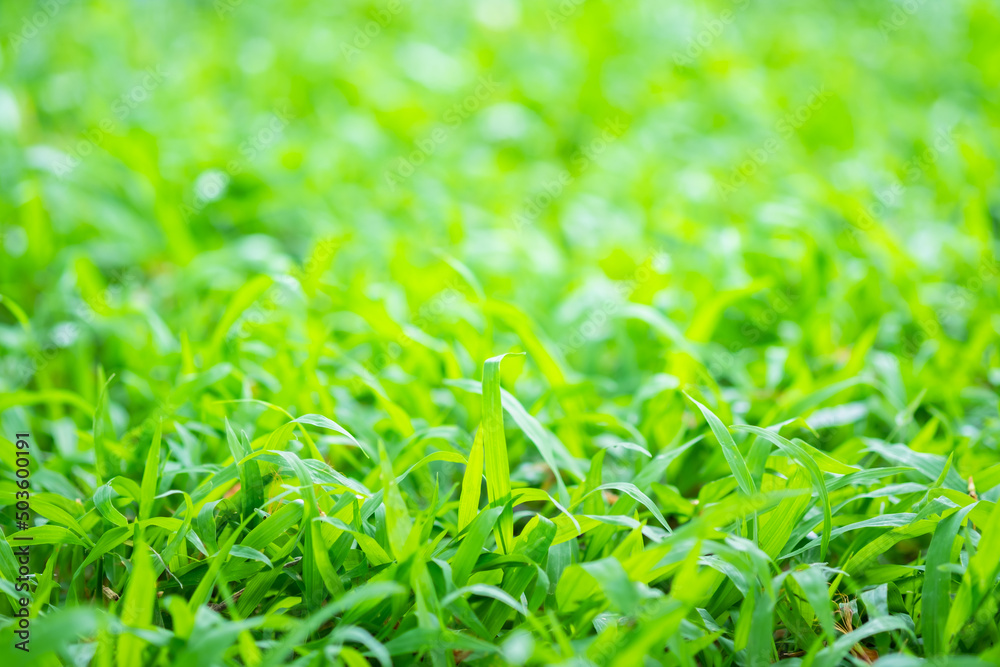 Grass and blur background green color,selective focus Grass and blur background green color,selective focus