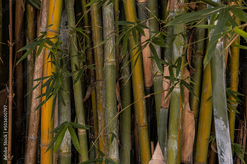 Fototapeta premium Green bamboo set background and texture.