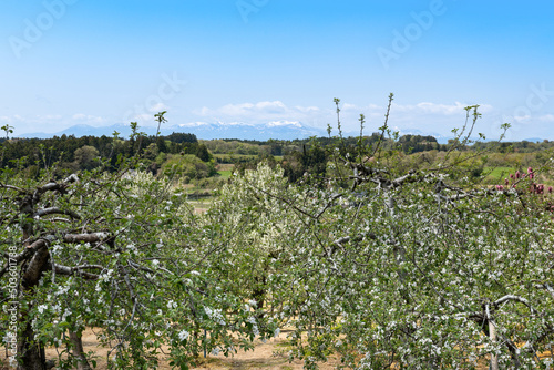 日本の果樹園　満開のリンゴの花と船形山 photo