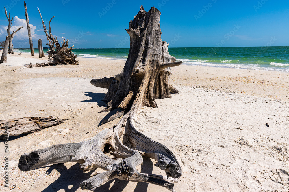 Ghost Tree on Lovers Key Beach, Lovers Key State Park, Fort Myers Beach, Florida, USA Ghost Tree on Lovers Key Beach, Lovers Key State Park, Fort Myers Beach, Florida, USA