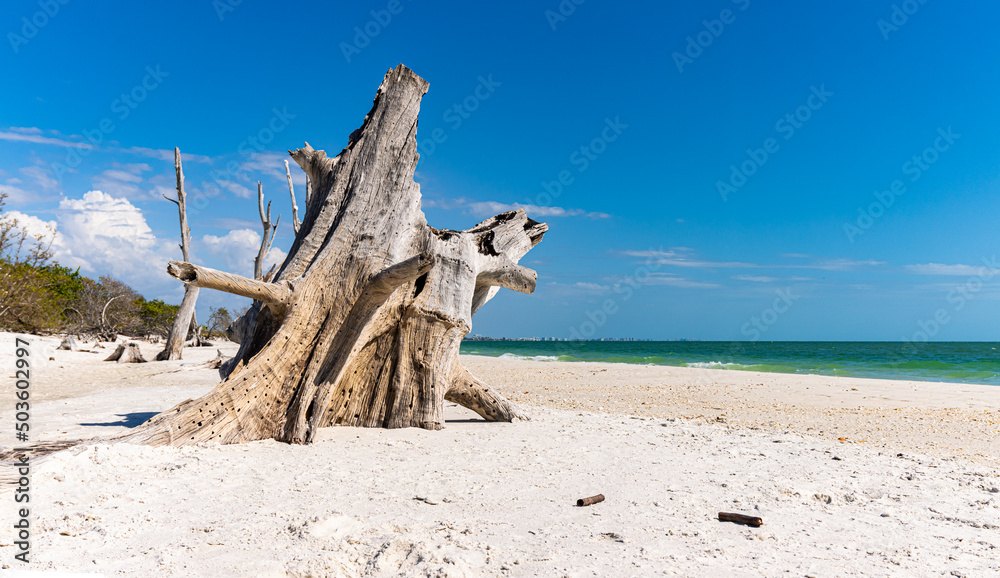 Ghost Tree on Lovers Key Beach, Lovers Key State Park, Fort Myers Beach, Florida, USA
