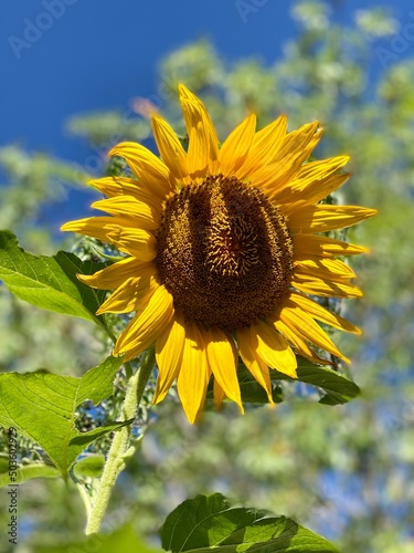 Sunflower 