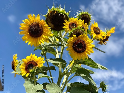 sunflowers on sky