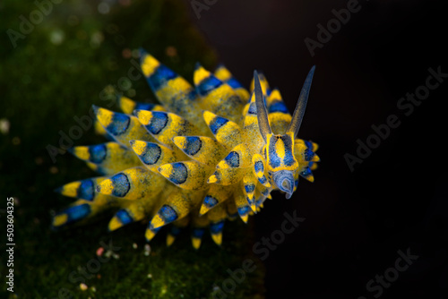 A tiny sea slug - Costasiella sp., they also call them Sheep nudi. The body length of this creature is about 7 mm. The photo was taken at a depth of 15m. Tulamben, Bali, Indonesia.