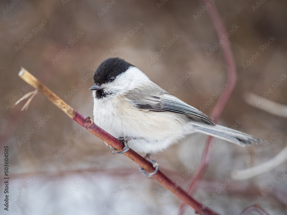 Naklejka premium Cute bird the willow tit, song bird sitting on a branch without leaves in the winter.