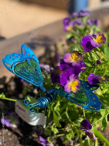 butterfly on a flower