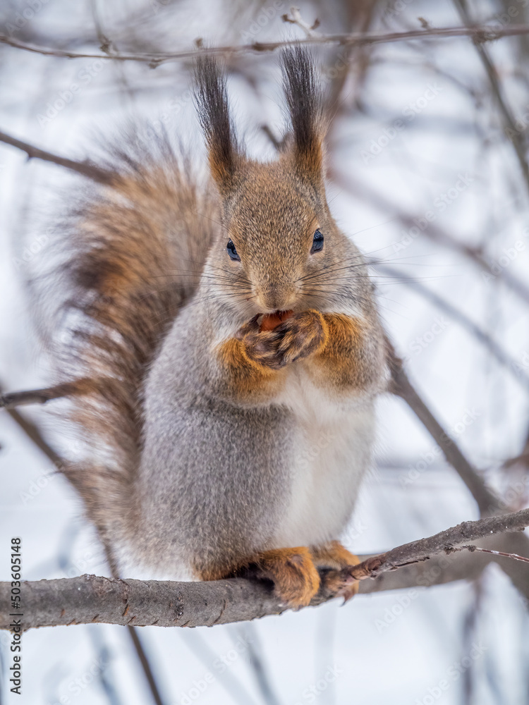 The squirrel with nut sits on tree in the winter or late autumn The squirrel with nut sits on tree in the winter or late autumn