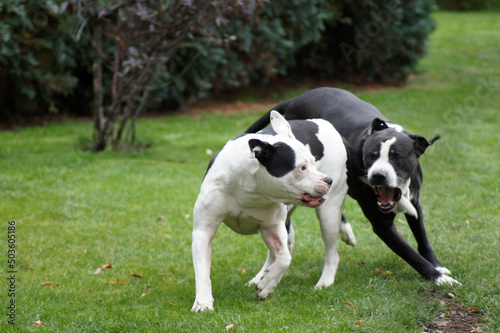 Valokuva Staffordshire bull terriers fighting in a field.