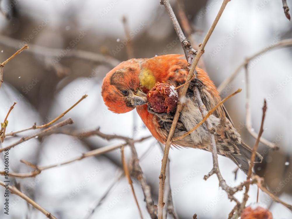Red Crossbill male sitting on the tree branch and eats wild apple berries. Crossbill bird eats berries. Red Crossbill male sitting on the tree branch and eats wild apple berries. Crossbill bird eats berries.