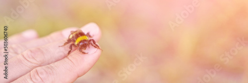 Bee fly on people hand. Allergy insect macro video. Green grass background. Bumblebee garden action. Beautiful organic fur flight. Ecology life concept. Honeybee worker eating