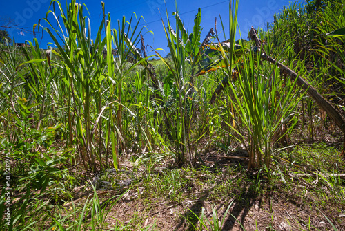 Sugarcane planted to produce sugar and food.