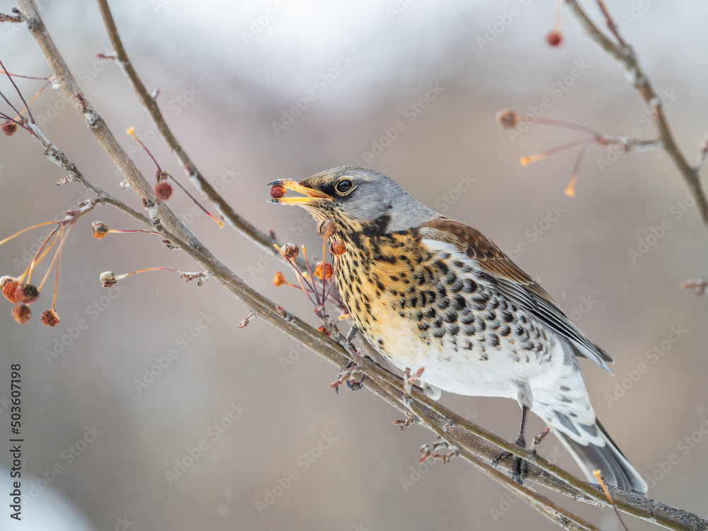 Fieldfare sitting on the bush and feeding on wild red apples in winter or early spring time. Fieldfare sitting on the bush and feeding on wild red apples in winter or early spring time.