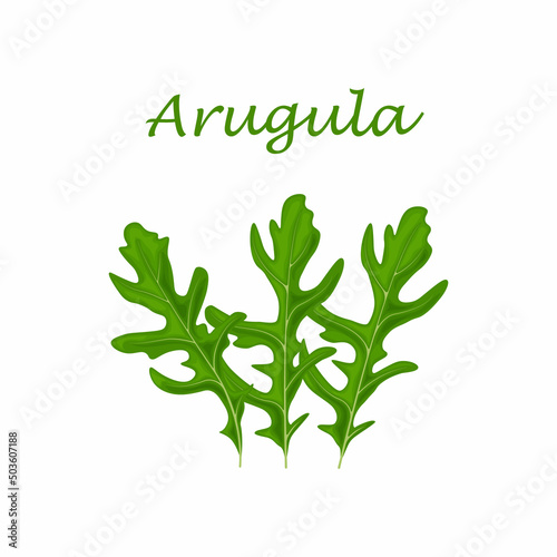 Arugula Green arugula leaves. A spicy medicinal herb for seasoning. Vector illustration isolated on a white background