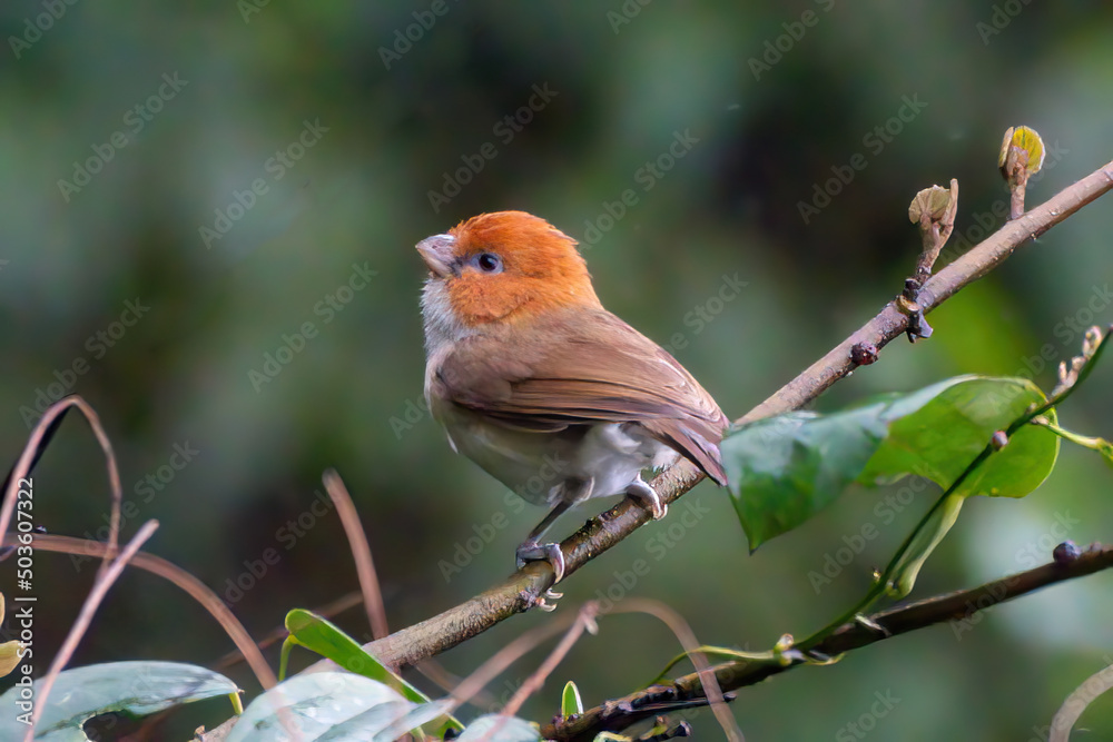 White-breasted parrotbill (Psittiparus ruficeps) spotted in Mishimi Hills in Arunachal Pradesh in India White-breasted parrotbill (Psittiparus ruficeps) spotted in Mishimi Hills in Arunachal Pradesh in India