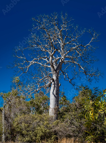 Large Bottle Tree with no leaves, Undara Lava Tubes, Queenland, Australia photo