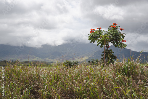 Beautiful shot of African tuliptree plant on grass land with smoky mountains and a cloudy sky photo