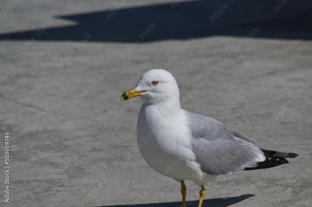 Close up of a Seagull Close up of a Seagull