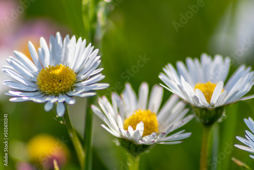 Fototapeta Naklejka Na Ścianę i Meble -  Bunch of beautiful daisyflowers with a flying insect in an idyllic garden with green grass and a blurred background shows the garden love in urban parks and a healthy environment in spring and summer 