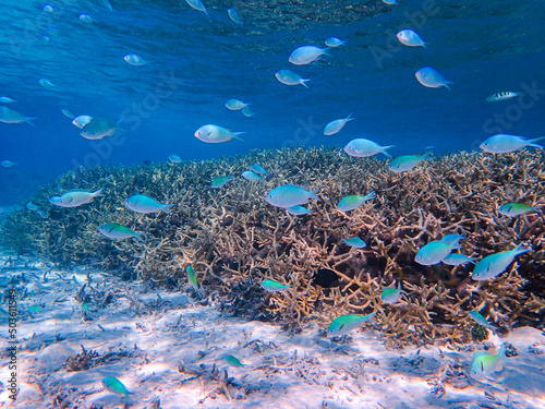 coral reef and fishes in bora bora