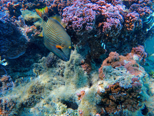 coral reef and fish in bora bora