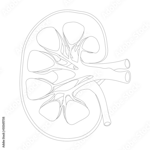 Drawing human kidney anatomy abstract