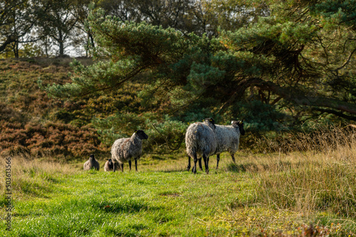 Group of sheep grazing on a hillside meadow in Busbjerg, Denmark photo