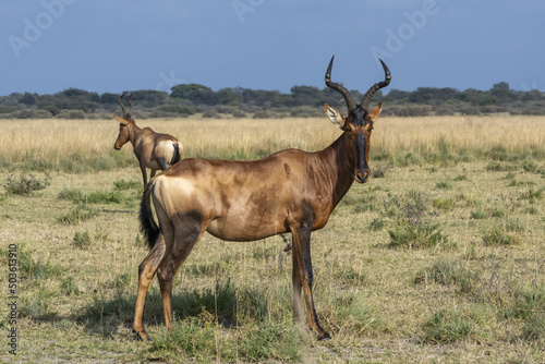 Couple of kongoni antelopes grazing in savanna photo