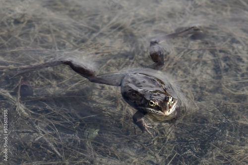 A wood frog  Rana sylvatica  floats in Reflections Lake  Alaska.