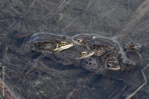 A group of wood frogs (Rana sylvatica) floating in a pile  in Reflections Lake, Alaska. photo