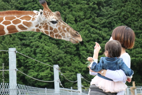 キリンに餌やりをする親子、山口県、秋吉台自然動物公園、サファリランド
