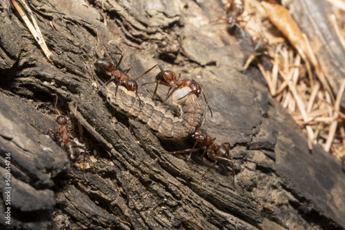 red ants and a caterpillar