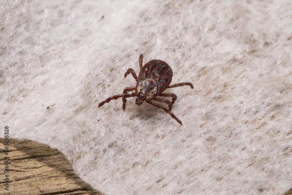 forest mite on the fabric forest mite on the fabric