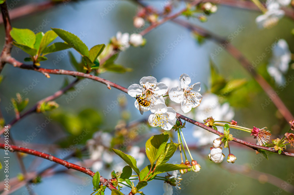 Ape impollinatrice vola sui fiori di pero Ape impollinatrice vola sui fiori di pero