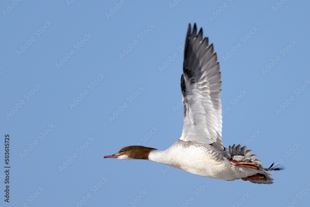 Obraz premium Common Merganser 