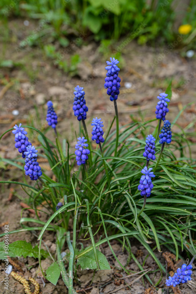 Purple flowers standing quietly in a flower garden Purple flowers standing quietly in a flower garden