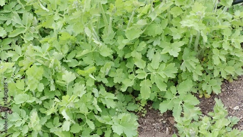 Greater celandine (Chelidonium majus, tetterwort, nipplewort or swallowwort). Medicinal plants photo