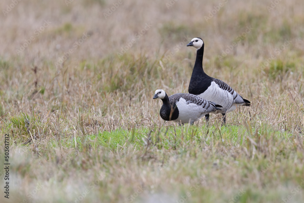 Obraz premium Barnacle goose